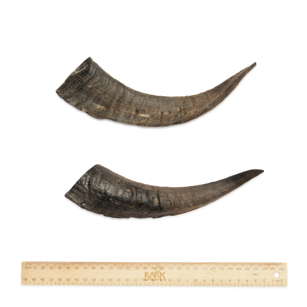 Bark & Beyond - Goat Horn - Image 6