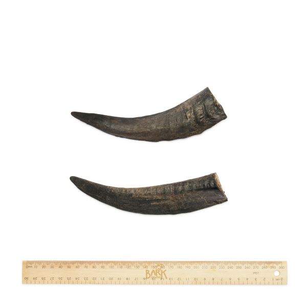 Bark & Beyond - Goat Horn - Image 7