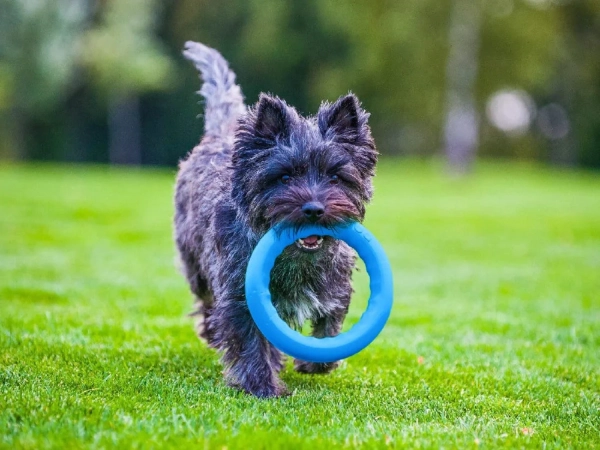 PitchDog - Fetch Ring - Image 7